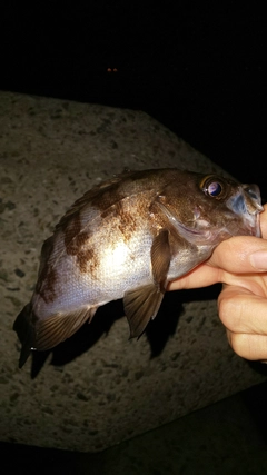 クロメバルの釣果