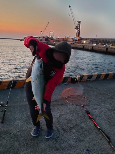 ワラサの釣果