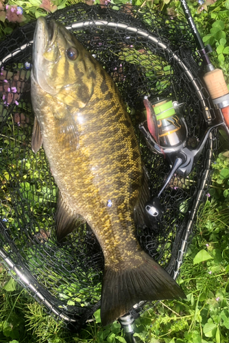 スモールマウスバスの釣果