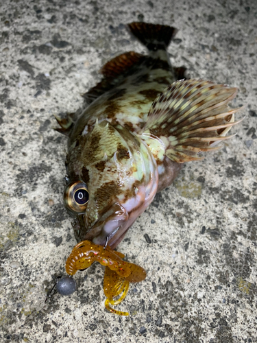 ガシラの釣果