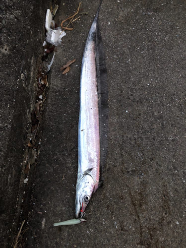 タチウオの釣果