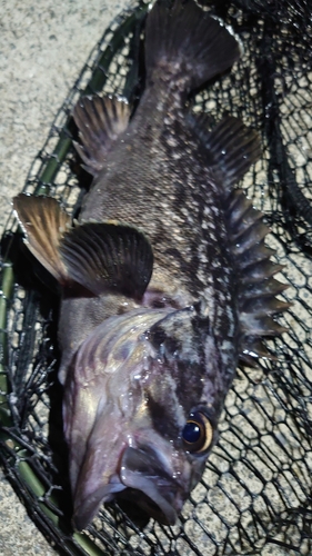 クロソイの釣果