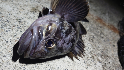 クロソイの釣果