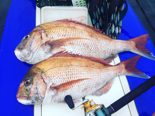 マダイの釣果