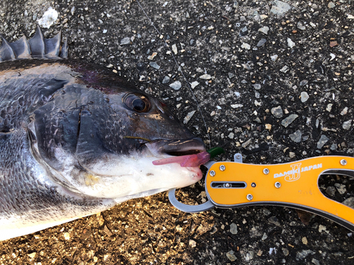 チヌの釣果