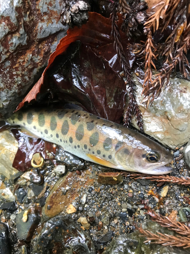 ヤマメの釣果