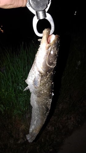 マナマズの釣果