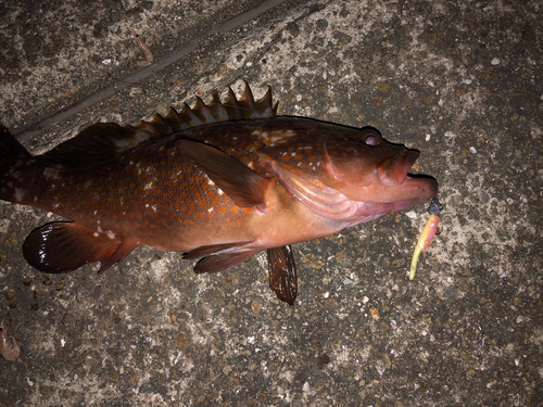 アコウの釣果