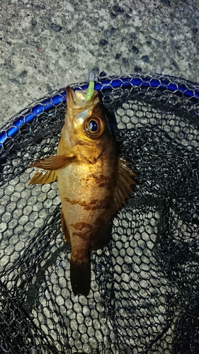 メバルの釣果