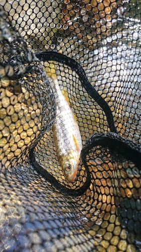 カワムツの釣果