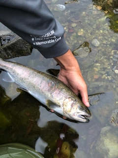 ヤマメの釣果