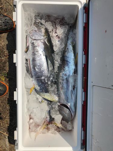 キハダマグロの釣果