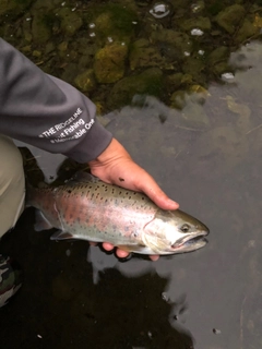 ヤマメの釣果