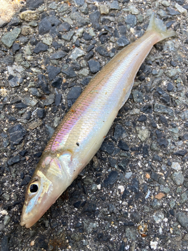 シロギスの釣果