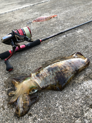 アオリイカの釣果