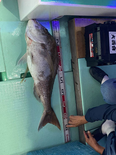 マダイの釣果