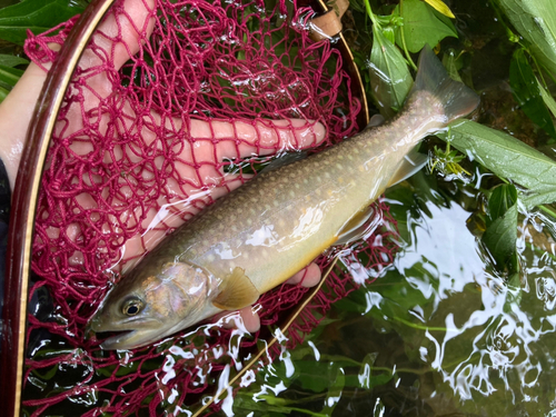 アメマスの釣果