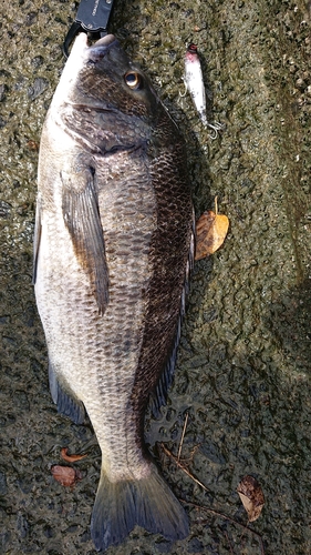 チヌの釣果