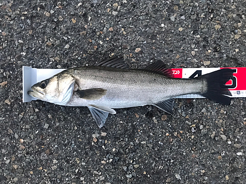 ハネ（マルスズキ）の釣果