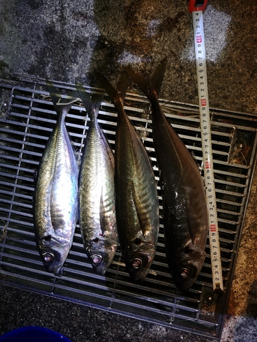 アジの釣果