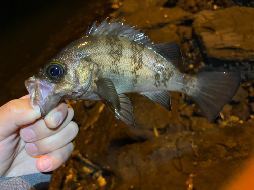 アカメバルの釣果