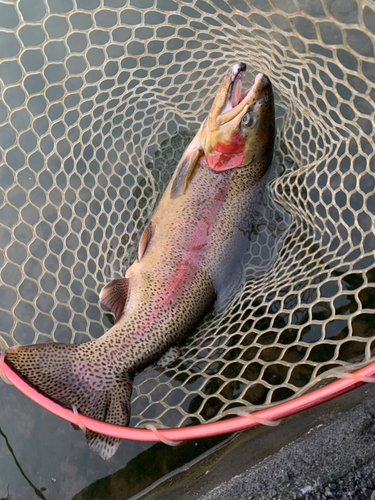 ニジマスの釣果