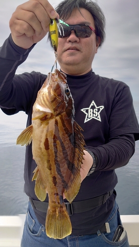 ホウキハタの釣果