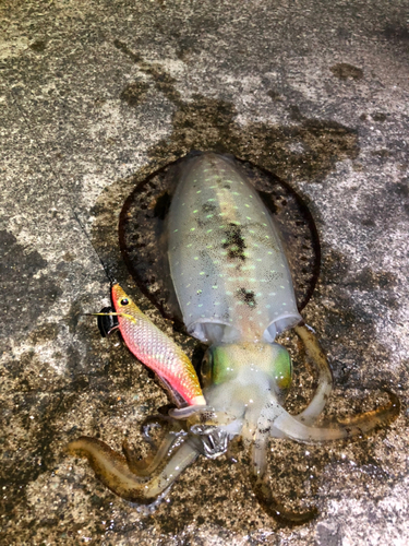 アオリイカの釣果