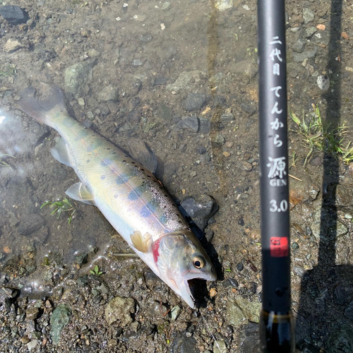 アマゴの釣果