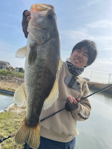 ブラックバスの釣果