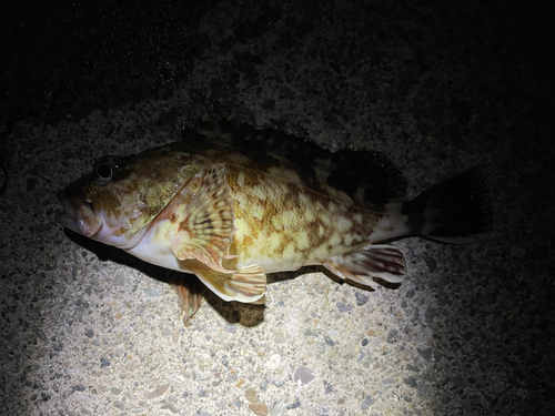 カサゴの釣果