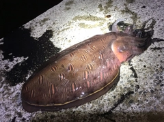 コウイカの釣果