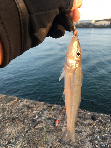 キスの釣果