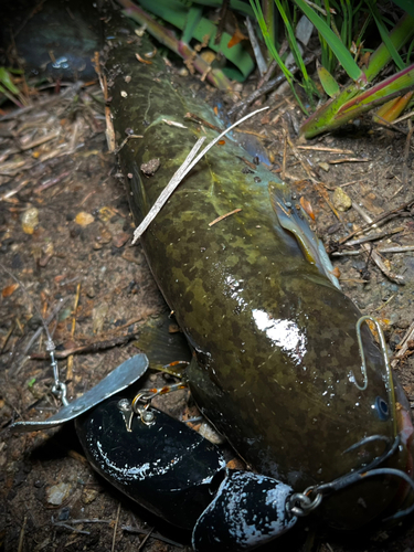 ナマズの釣果