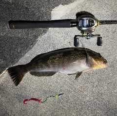 アイナメの釣果