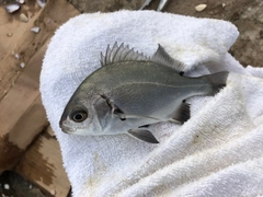 オキタナゴの釣果