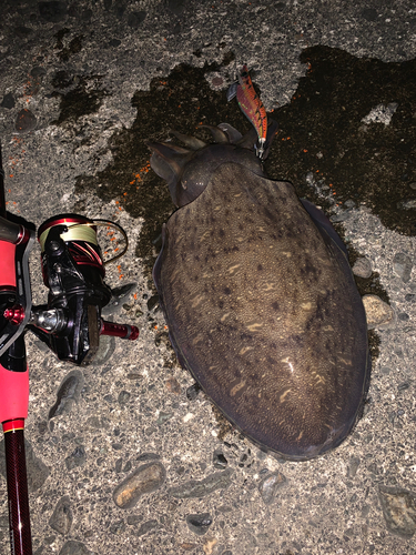 モンゴウイカの釣果