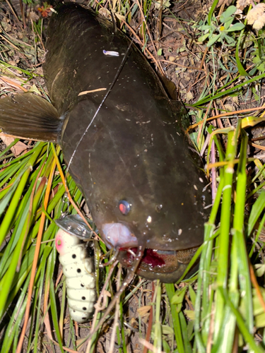 ナマズの釣果