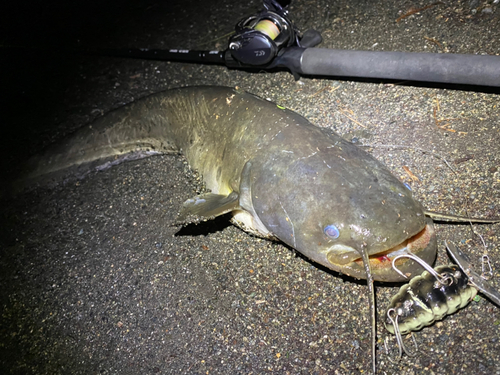 ナマズの釣果