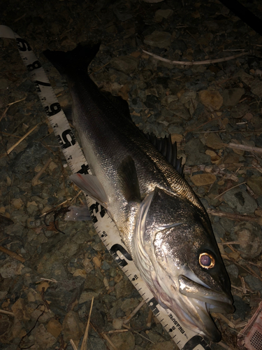 スズキの釣果