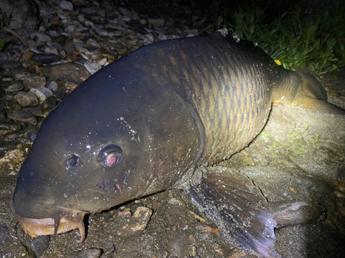 コイの釣果