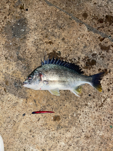 キビレの釣果