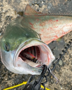 メジロの釣果