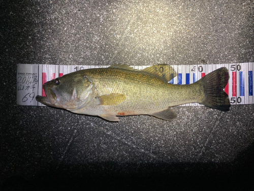 ブラックバスの釣果