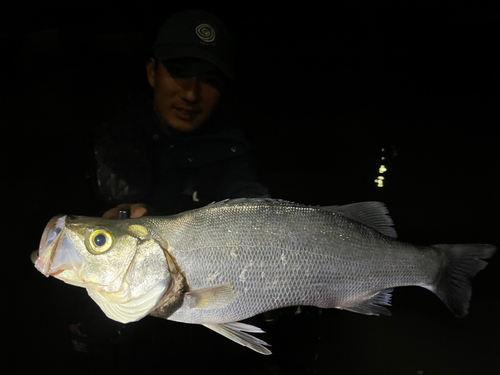 ヒラスズキの釣果