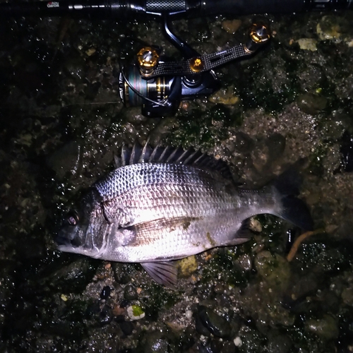 クロダイの釣果