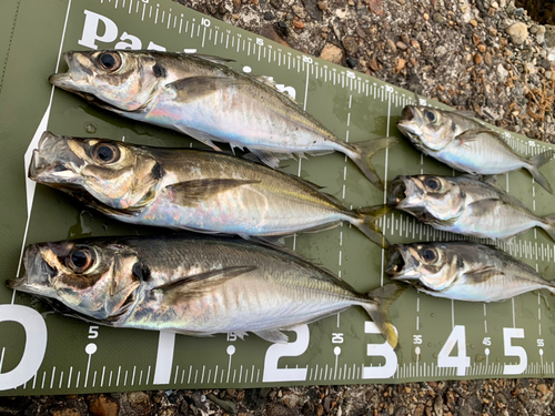 アジの釣果