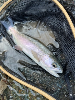 ニジマスの釣果