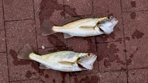 イシモチの釣果