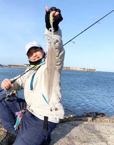 ヤリイカの釣果